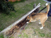 Termite Detection Dogs